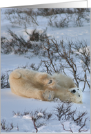 Yoga Bear embarrassment card