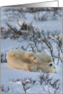 Yoga Bear embarrassment card