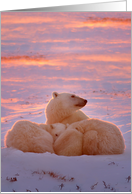 Polar Bear sunset family card