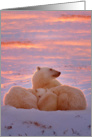 Polar Bear sunset family card