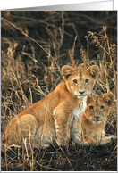 Simba kids card