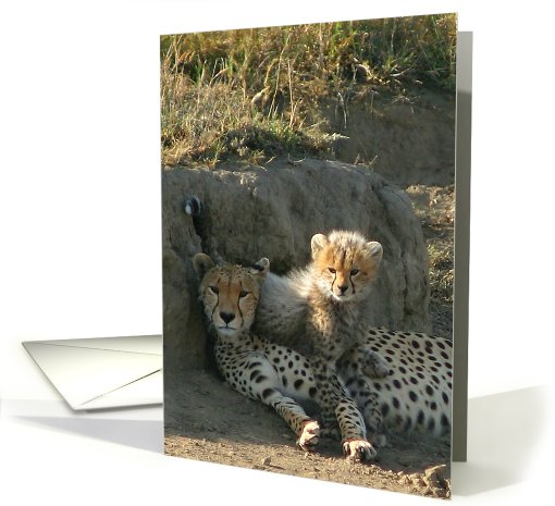 Duma Mom with Cub card (434768)