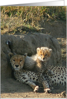 Duma Mom with Cub card