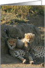 Duma Mom with Cub card