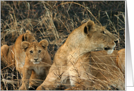 Simba Kids and Mom card