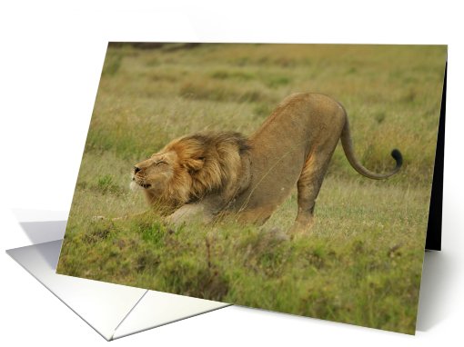 Simba facing dog card (435170)