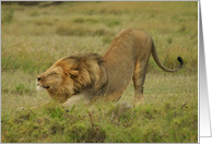 Simba facing dog card