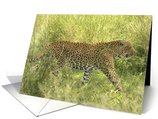 Chui in the grass card (435175)