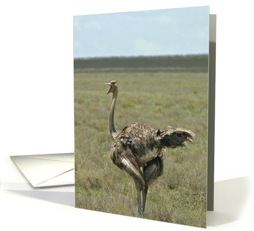 Ostrich talker card (435186)