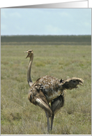 Ostrich talker card