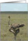 Ostrich talker card