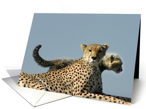 Duma Mom in Cub's profile card (435535)