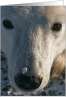 Polar Bear sad face card