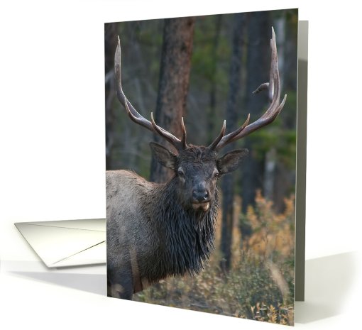 Bull Elk smirk card (436114)