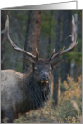 Bull Elk smirk card