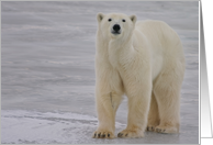 Polar Portrait on ice card