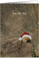 Shy but merry cheetah cub card
