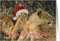 Lion in wait for Santa card