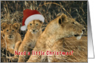 Lion in wait for Santa card