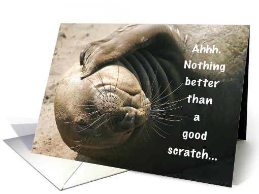 Elephant seal ivy itch card (561502)