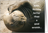Elephant seal ivy itch card