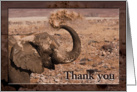 Elephant celebrates Thanks card