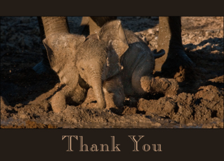 Baby Elephant Thanks...