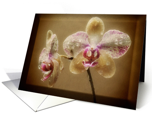 Orchid couple - blank card (807457)