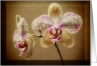 Orchid couple -...