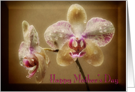 Orchid couple - Happy Mother’s Day card