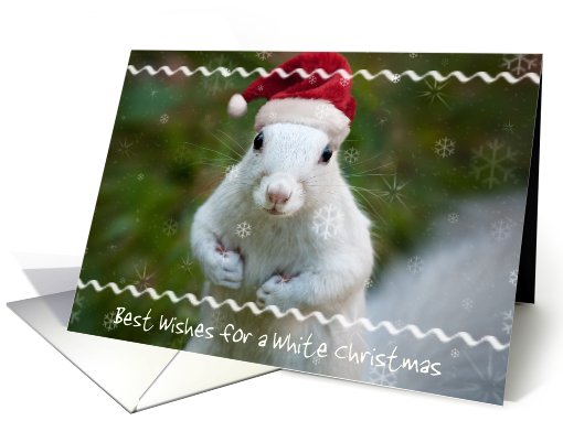 Merry Christmas White Squirrel with Santa Hat &... (883538)