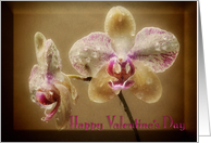 Happy Valentine’s Day Orchid couple card