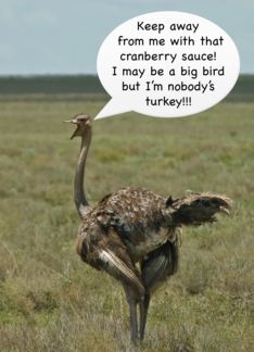 Ostrich advice for a...