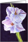 Iris card