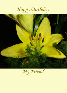 Yellow lilly