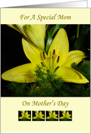 Yellow Lilly card