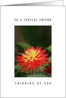 Special friend - Dahlia flower card