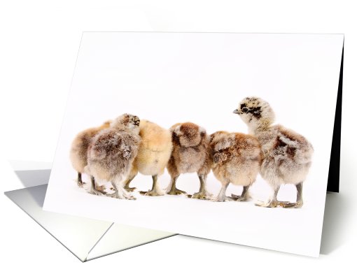 Chicken butts card (410978)