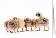 Chicken butts card
