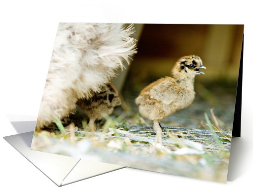 Chick calling for momma card (413362)