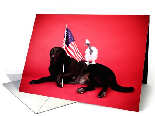 Flag Day. Nothing more American than chickens, labs and flags card