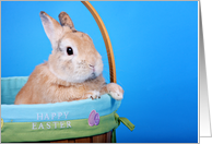 Happy Easter (bunny...