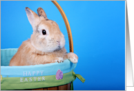 Happy Easter (bunny in basket) card