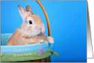 Happy Easter (bunny in basket) card