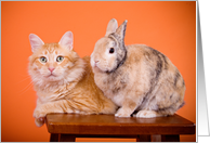 Bestfriends (rabbit & kitty) card