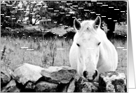 Horse in Dugaire Ireland B&W card