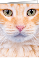 Into the eyes of an Orange Tabby card