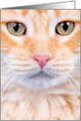 Into the eyes of an Orange Tabby card