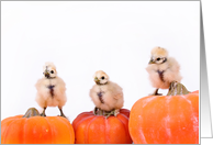 Happy Fall (chickens on pumpkins) card