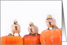 Happy Fall (chickens on pumpkins) card